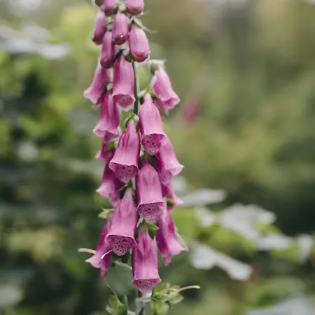 Hochburger 21 Lejlighed Emmendingen